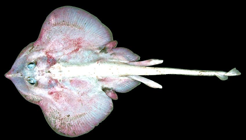 Rajella bigelowi_096.jpg